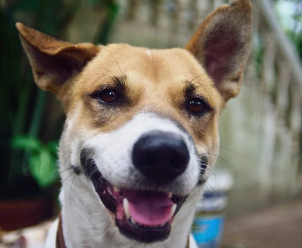 Dog Portrait Big Smile — Stock Photo, Image