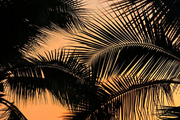 Silhouette Coconut Leaf Orange Sunset Sky Background Summer Time — ストック写真