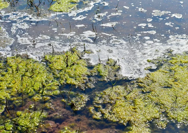 Algae Blooming Pond — Stock Photo, Image