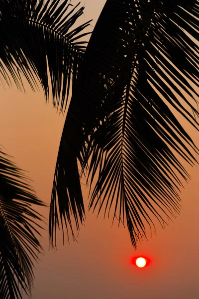 Silhouette Coconut Leaf Orange Sunset Sky Background Summer Time — стоковое фото