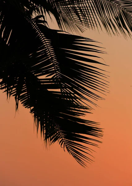 Silhouette Coconut Leaf Orange Sunset Sky Background Summer Time — стоковое фото