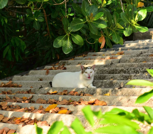 Katzenruhe Auf Dem Dach Mit Grünem Blatthintergrund — Stockfoto