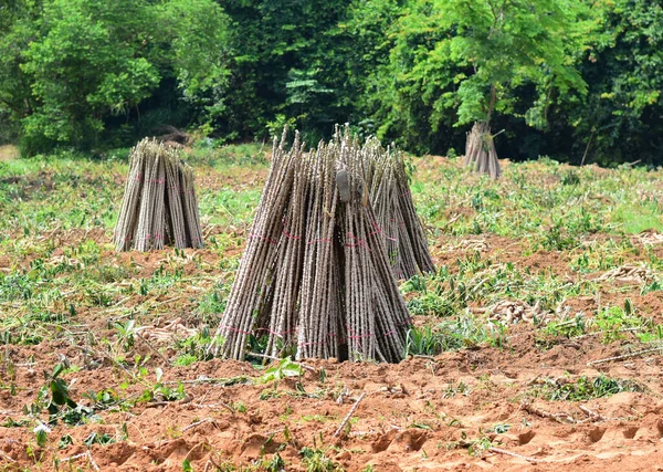 Aanplant Van Cassave Boom Landbouw — Stockfoto