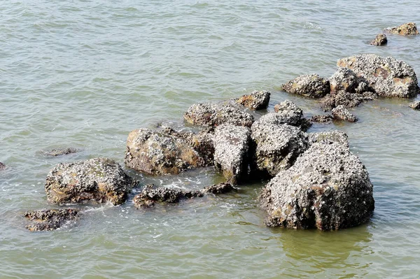 Pierre Dans Mer Nature Fond Pittoresque — Photo