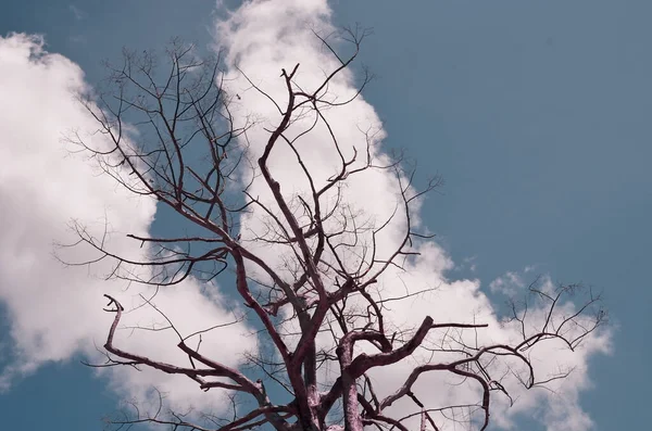 Árbol Seco Con Nubes Cielo Azul Estilo Color Retro — Foto de Stock