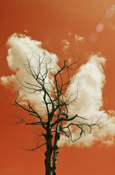 Bulutlu Kurumuş Ağaç Kızıl Gökyüzü Arka Plan Yaz Mevsiminde Sıcak — Stok fotoğraf