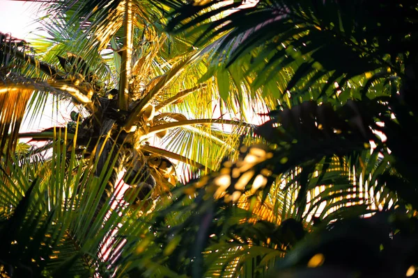 Coconut Tree Morning Light Scene — Fotografia de Stock