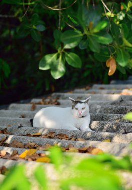 Yeşil yapraklı kedi çatıda dinleniyor.