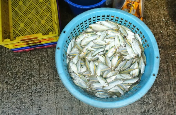 Group Small Fish Basket Fish Market — Fotografia de Stock