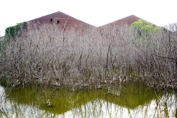 Chonburi Thailand Feb Dry Birch Trees Leaves Stand Swamp 2022 — 스톡 사진