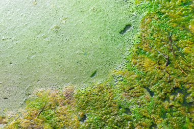 Gölde açan yosunlar.