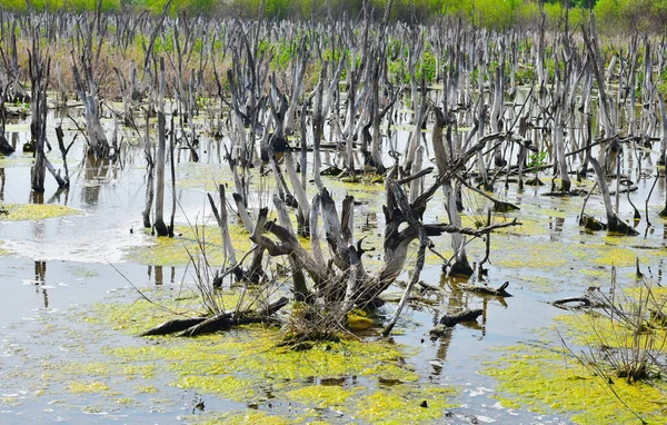 Сушене Дерево Болоті Солоною Водою Стовбури Мертвих Берези Листя Стоять — стокове фото