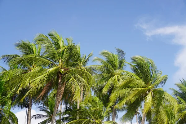 Albero Cocco Con Sfondo Cielo Blu Vista Angolo Basso — Foto Stock