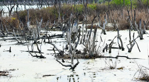 Dried Tree Swamp Salt Water Environmental —  Fotos de Stock