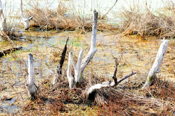 Trunks Dead Birches Leaves Stand Swamp Dried Brown Grass — Photo