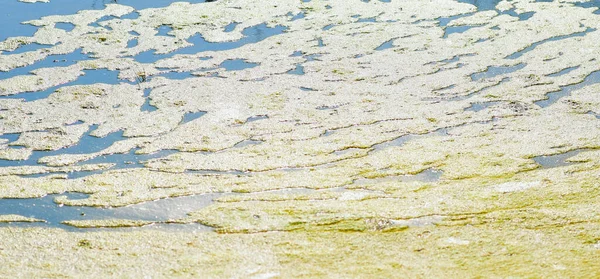 Φύκια Ανθίζουν Στη Λίμνη — Φωτογραφία Αρχείου