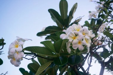 Frangipani çiçeği ağaçta açar