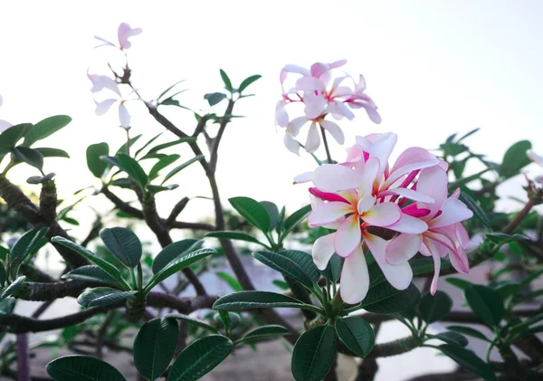 Frangipani Flower Bloom Tree — Stock Photo, Image