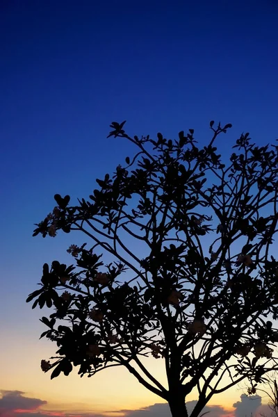 Silueta Árbol Con Cielo Crepuscular — Foto de Stock