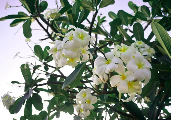 Kwiat Frangipani Kwitną Drzewie — Zdjęcie stockowe
