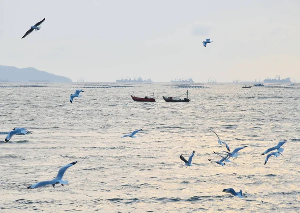 Pássaro Voando Sobre Mar Natureza Fundo — Fotografia de Stock