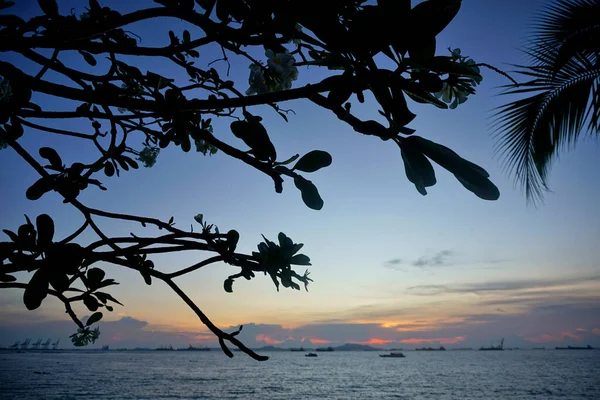 Tree Silhouette Sunset Sky Sea — Foto de Stock