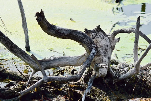 Árvore Seca Pântano Com Água Salgada Ambiental — Fotografia de Stock