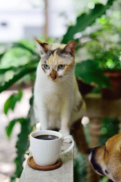 Hot coffee cup on railing with cat beside, Coffee at home