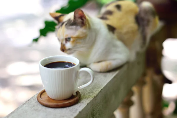 Hot coffee cup on railing with cat beside focused at cup, Coffee at home