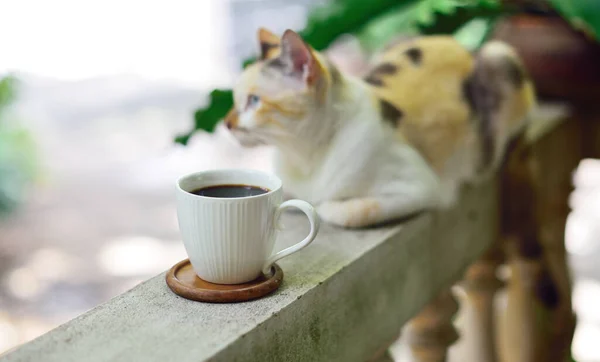 Hot coffee cup on railing with cat beside focused at cup, Coffee at home