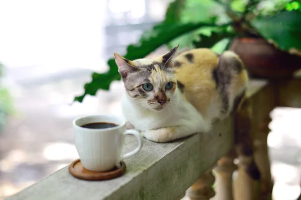 Xícara Café Quente Corrimão Com Gato Lado Café Casa — Fotografia de Stock