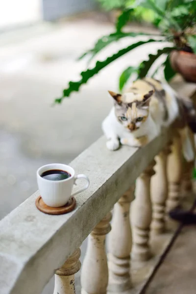 Heiße Kaffeetasse Geländer Mit Katze Daneben Kaffee Hause — Stockfoto