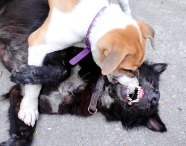 İki köpek mutlulukla oynuyorlar.