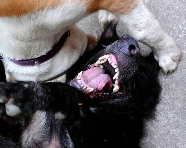 Two Dogs Play Together Happiness — Stock Photo, Image