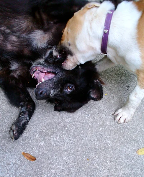 Deux Chiens Jouent Ensemble Avec Bonheur — Photo