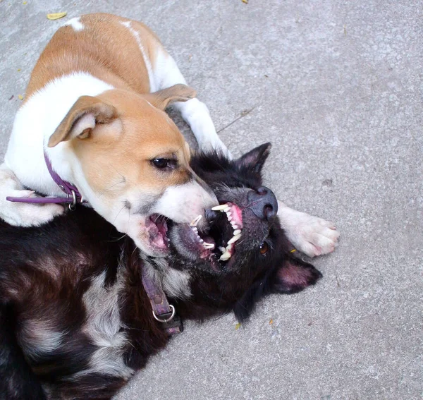 Two Dogs Play Together Happiness — Stock Photo, Image