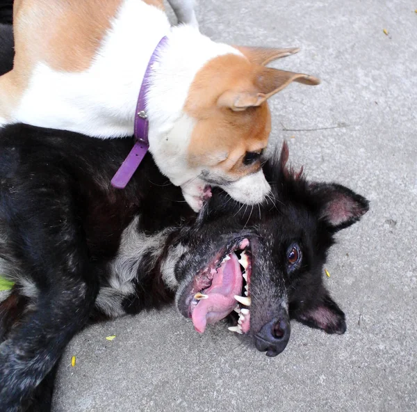 Due Cani Giocano Insieme Con Felicità — Foto Stock