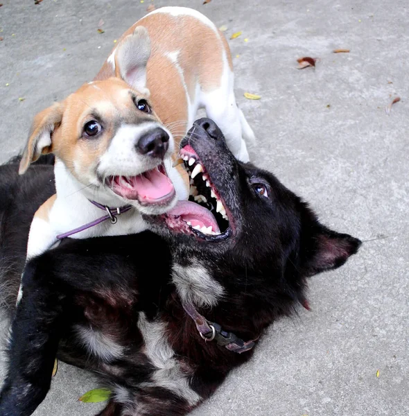 Two Dogs Play Together Happiness — Stock Photo, Image