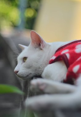 Kırmızı elbiseli beyaz kedi çitin üzerine uzandı.