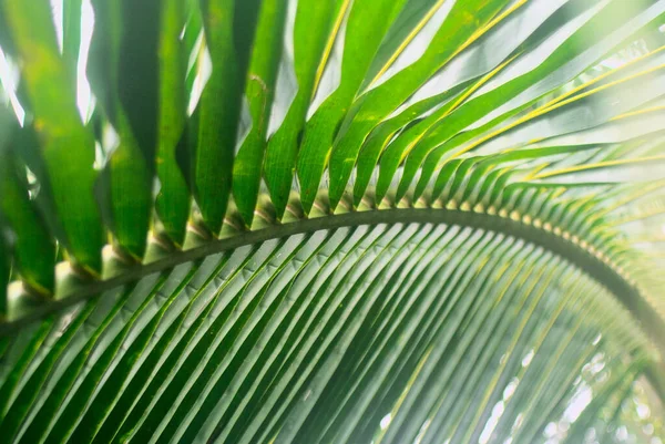 ココナッツの葉の背景を閉じる — ストック写真