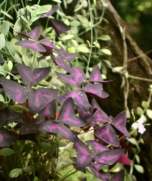 Oxalis Triangularis Fleur Fleur Gros Plan — Photo