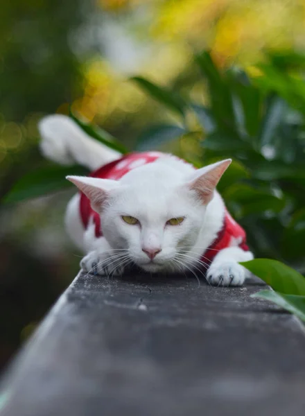 Белая Кошка Лежала Заборе Портрет Животного — стоковое фото