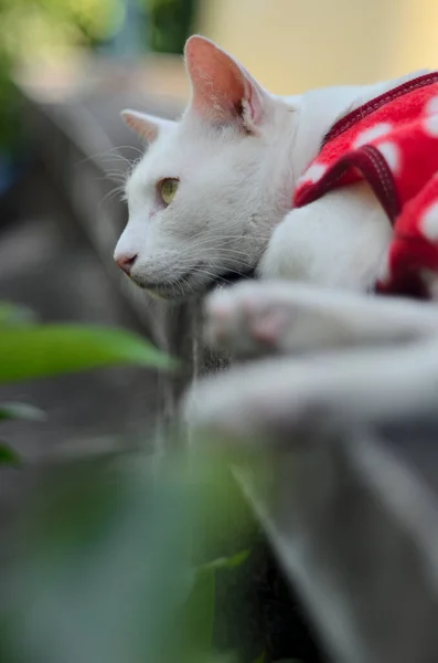 Weiße Katze Mit Rotem Anzug Legte Sich Auf Zaun — Stockfoto