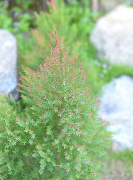 Close Fresh Plant Growth — Stock Photo, Image