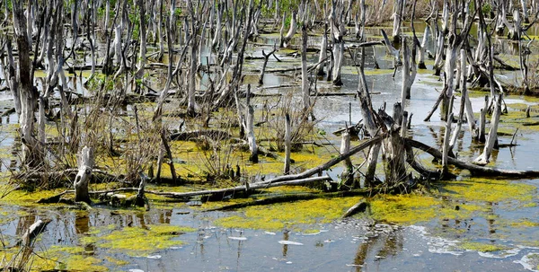 Trunks Dead Betulle Leaves Stand Swamp Ambiente Sfondo — Foto Stock