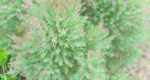 Primer Plano Del Crecimiento Las Plantas Frescas — Foto de Stock