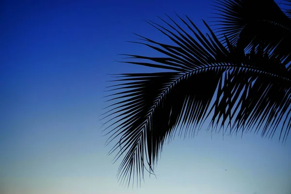 Coconut Leaf Twilight Sky Background Summer Time — Stock Photo, Image