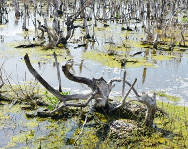 Yapraksız ağaç gövdeleri bataklıkta duruyor, çevre arka planında.