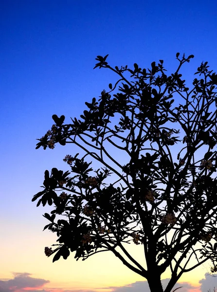 Silueta Árbol Con Cielo Crepuscular Fondo Naturaleza Abstracta — Foto de Stock