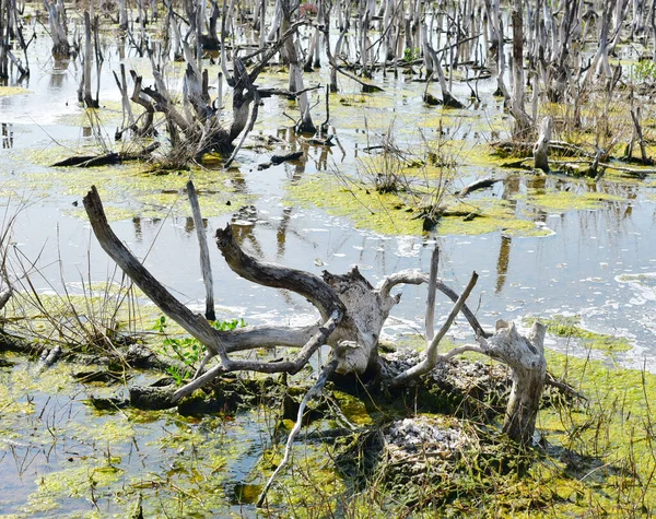 Trunks Dead Betulle Leaves Stand Swamp Ambiente Sfondo — Foto Stock